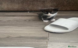 Mixed Breed cats for sale: 5 beautiful black and white kitties  - Image 14