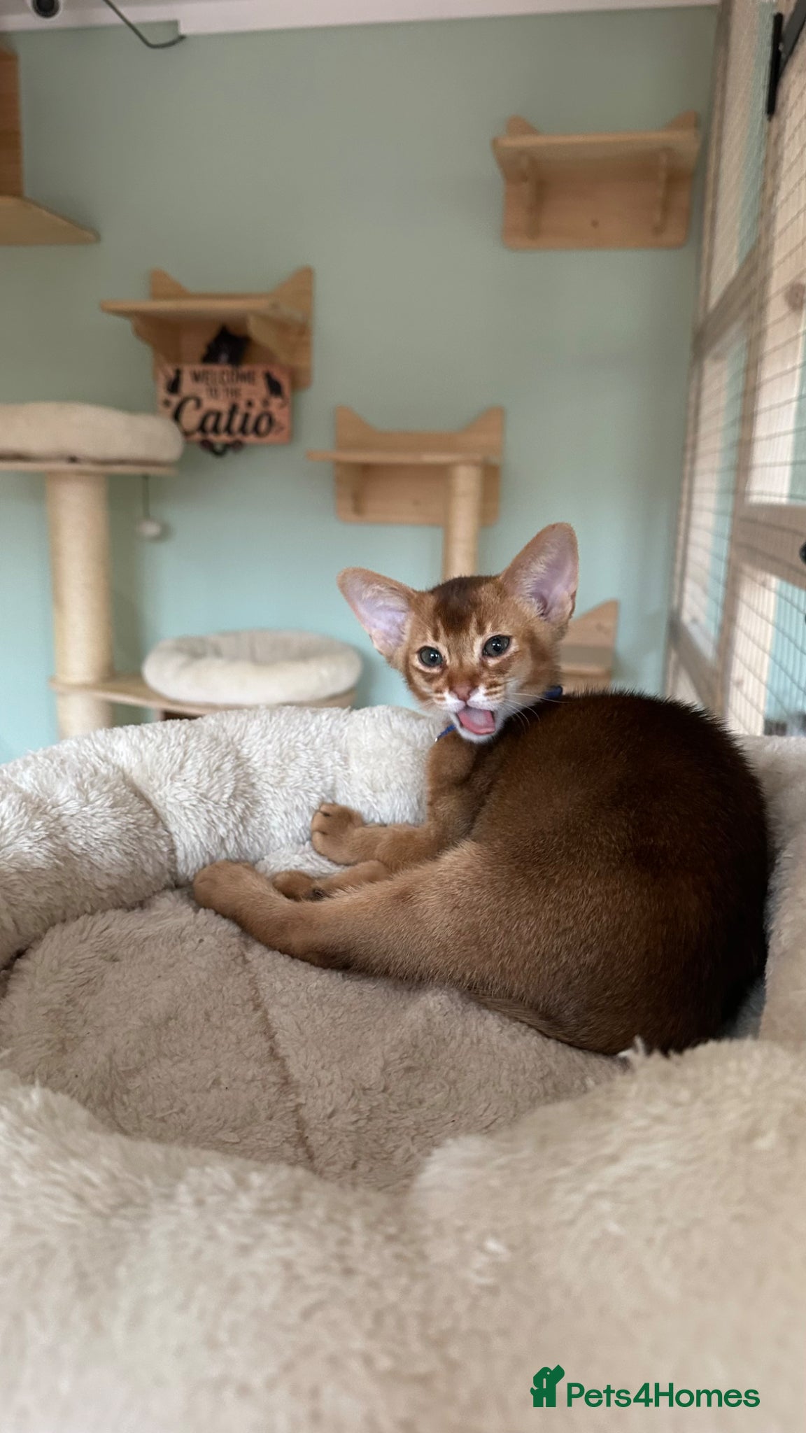 Abyssinian cats for sale: Abyssinian kittens  - Advert 3