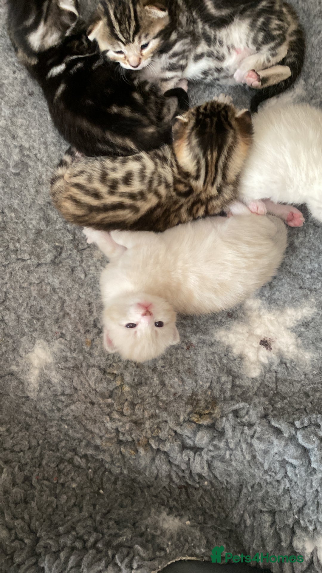 Bengal cats for sale: Bengal Cross Kittens  - Image 28