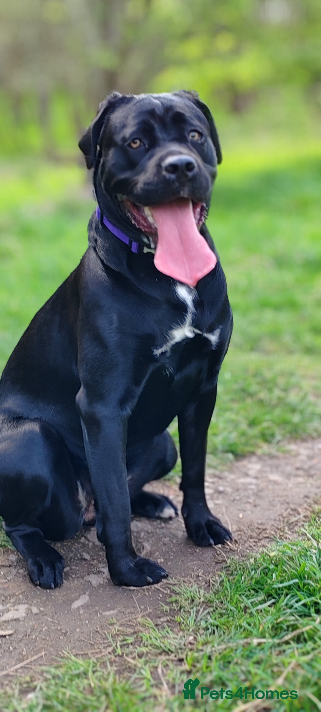 Cane Corso dogs for sale: Cane Corso  - Advert 1