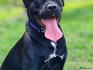 Cane Corso dogs Cane Corso - Advert 5