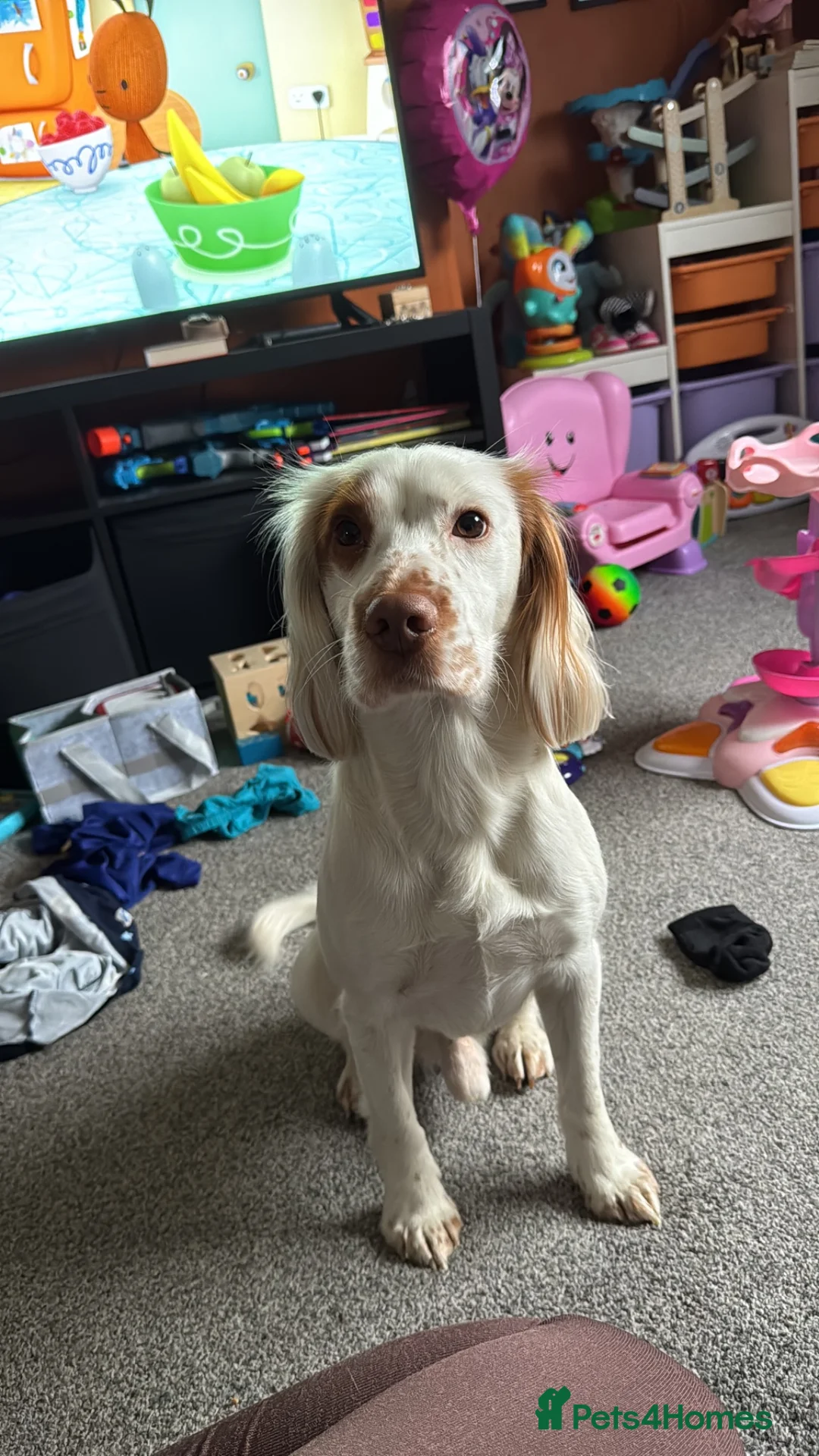 Cocker Spaniel dogs for sale: Otto the Cocker Spaniel  - Advert 2