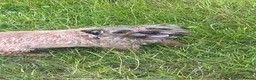 Border Terrier dogs for sale: Border terrier girls  - Advert 3