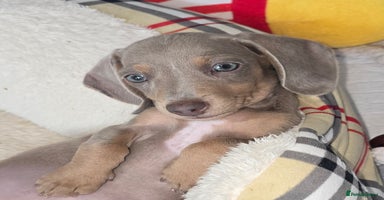 Miniature Dachshund dogs - Advert 12