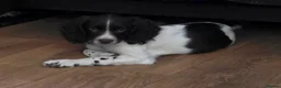 English Springer Spaniel dogs for sale: Orio and her puppies 🐶  in Towcester - Advert 10