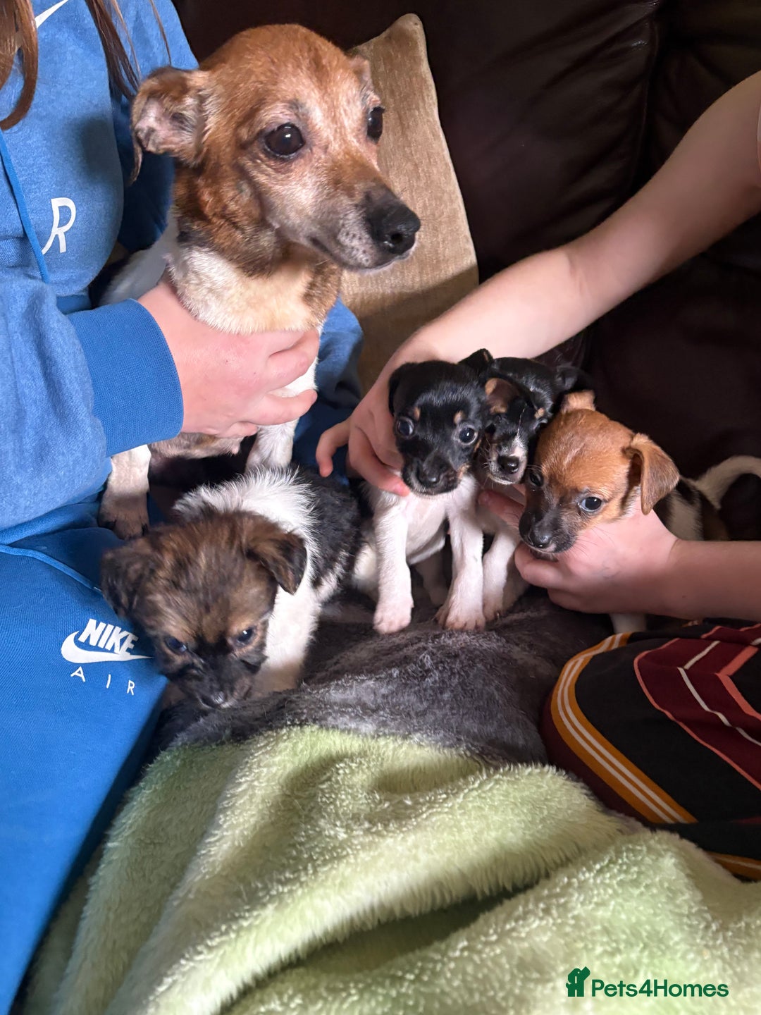 Jack Russell dogs for sale: Jack Russell puppies  - Image 13