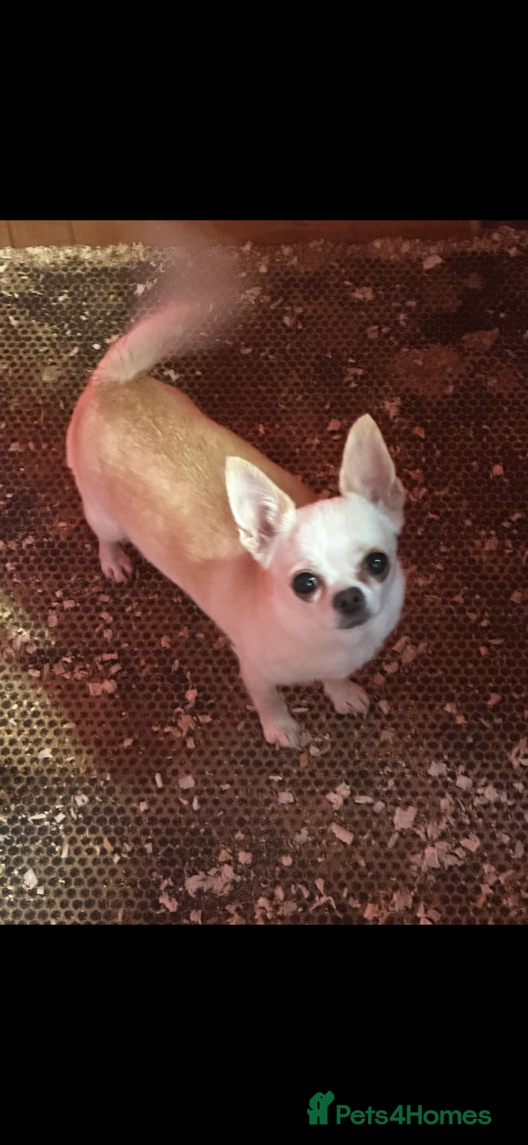 Chihuahua dogs for sale: Chihuahua  - Advert 5