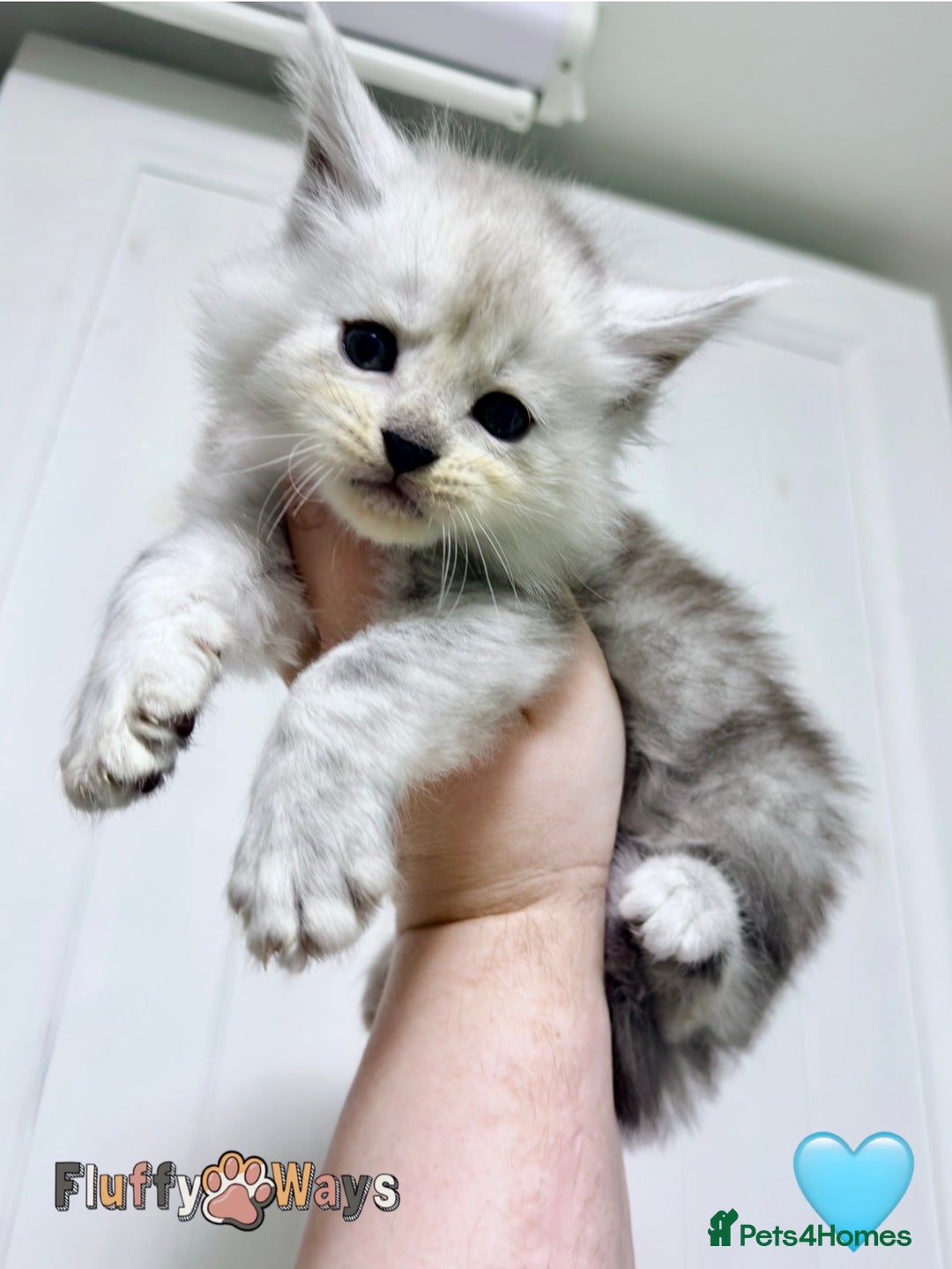 Maine Coon cats for sale: 🐾💠 *TICA REG* SILVER MAINE COON KITTENS 💠🐾 - Advert 2