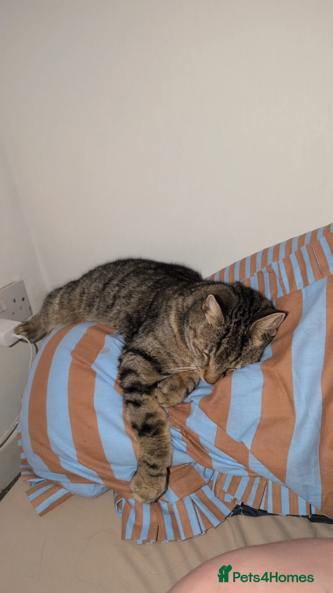 Mixed Breed cats for sale: Bongo - 2 year old male  in Lowestoft - Advert 2