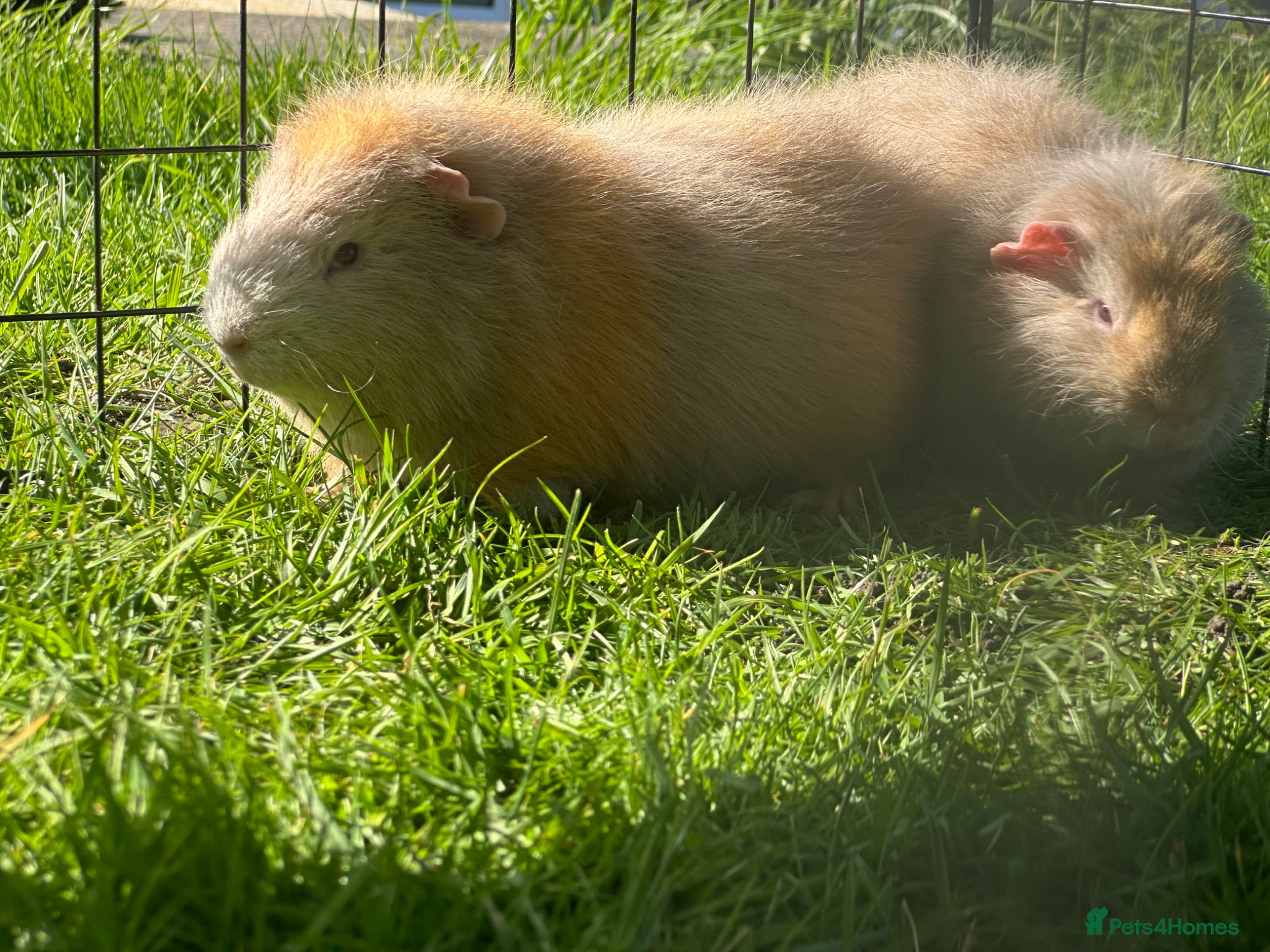 Guinea Pig rodents *REDUCED* Handsome Swiss boars (boys) - Advert 1