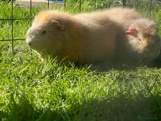 Guinea Pig rodents *REDUCED* Handsome Swiss boars (boys) - Advert 1