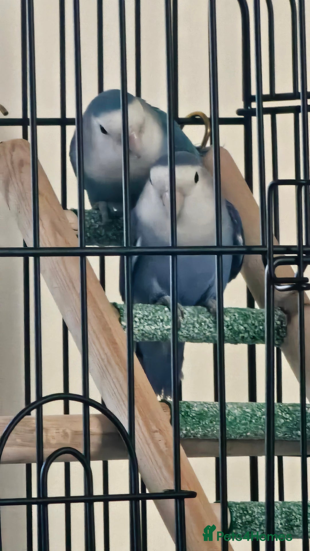 Lovebirds birds for sale: 3 x lovebirds for sale - Image 4