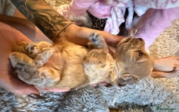 Maltipoo dogs for sale: Real life teddy bear f1 Maltipoos ❤️💥 - Image 24