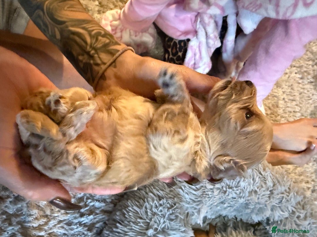Maltipoo dogs for sale: Real life teddy bear f1 Maltipoos ❤️💥 - Image 24