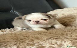 Pug dogs for sale: Stunning litter lilac tans and lilac tan pandas - Image 29