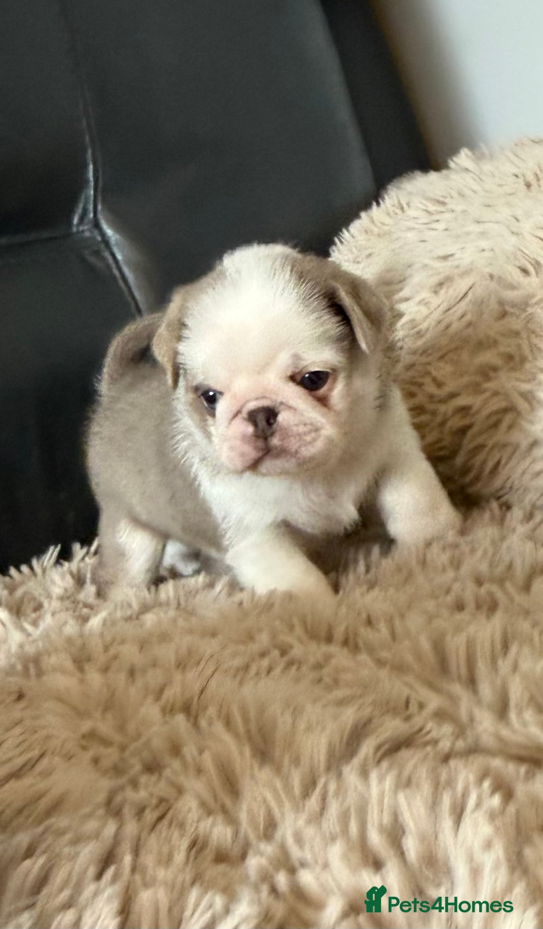 Pug dogs for sale: Stunning litter lilac tans and lilac tan pandas - Image 29