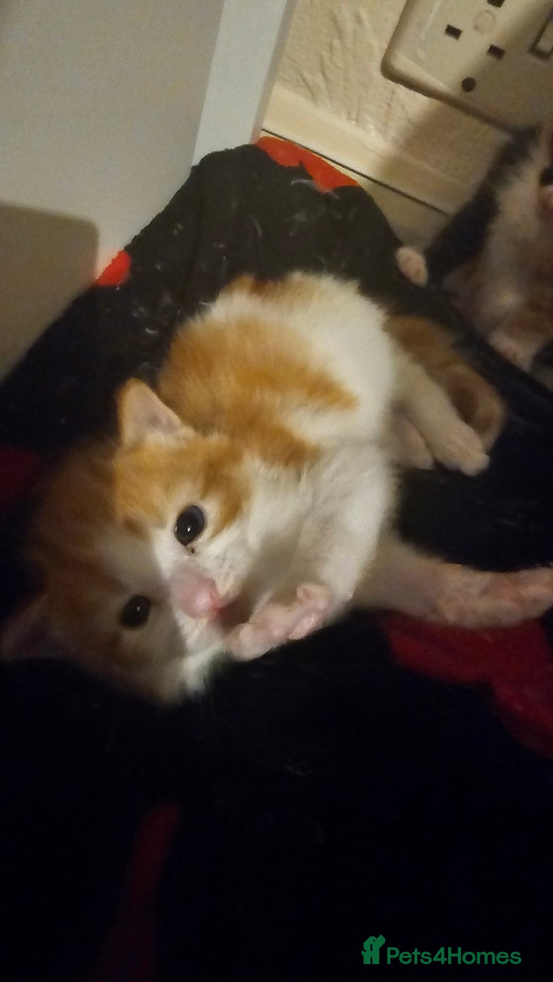 Mixed Breed cats for sale: 8week old kittens  - Advert 8
