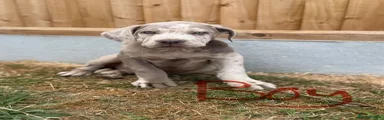 Cane Corso 1