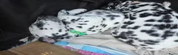 Dalmatian dogs for sale: Gorgeous pups READY NEXT WEEK! in Wakefield - Advert 14