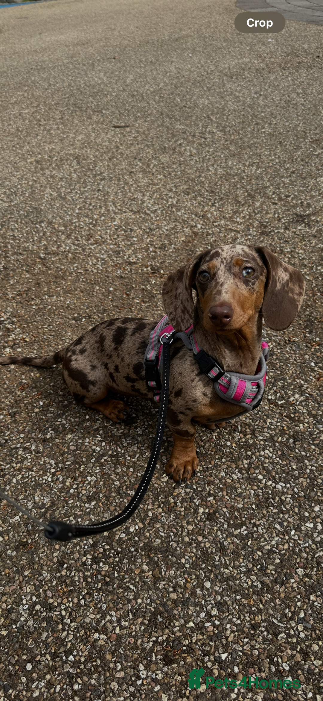 Dachshund dogs for sale: Beautiful minature dapple dachshund. 8 months old. - Image 7