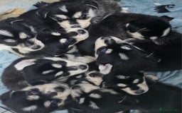 Mixed Breed dogs for sale: Beautiful goberians - Image 1