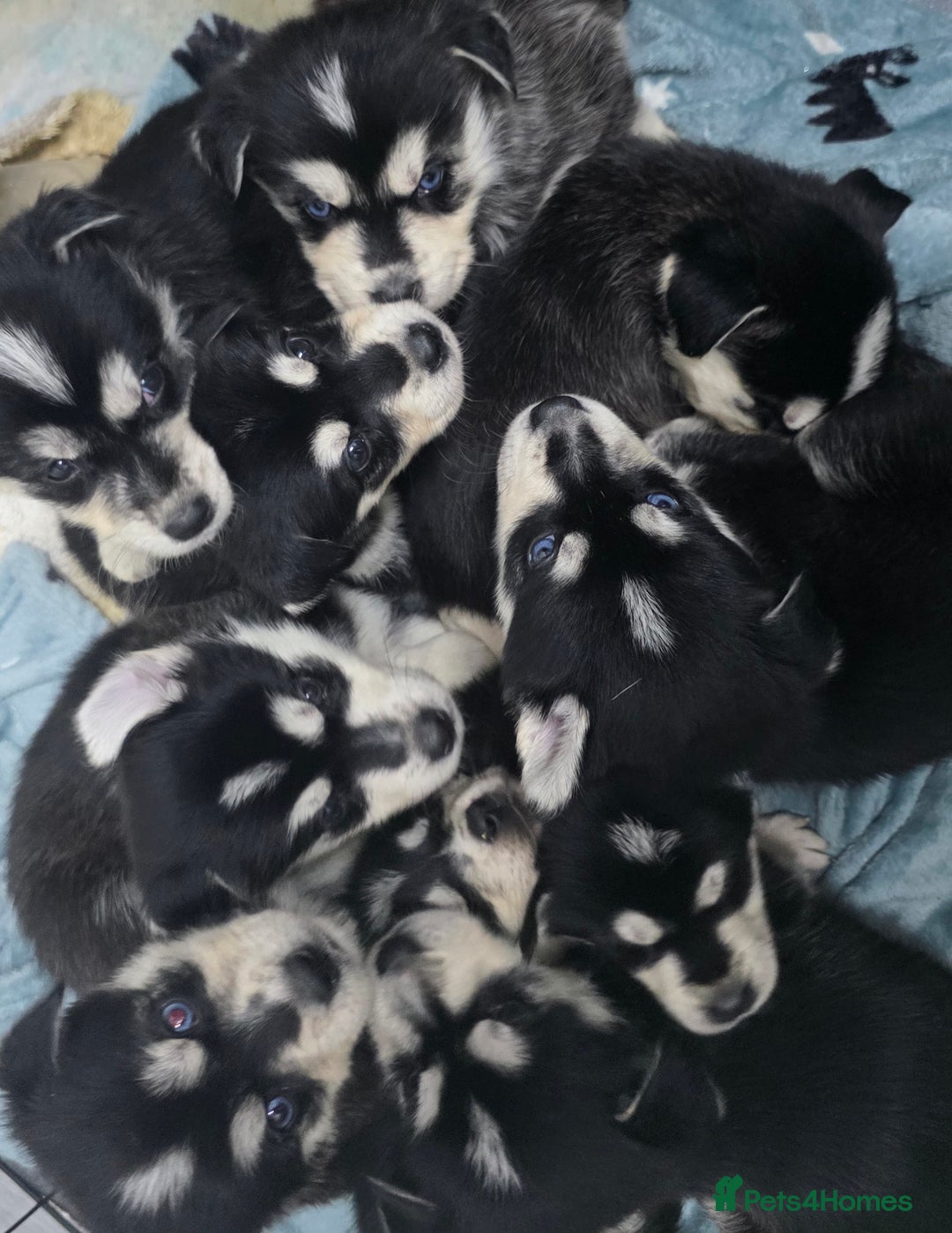 Mixed Breed dogs for sale: Beautiful goberians - Image 1