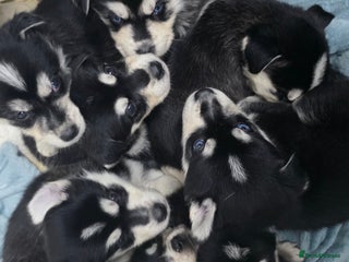 Mixed Breed dogs for sale - Advert 1