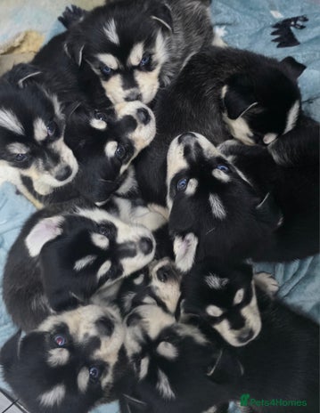 Mixed Breed dogs - Advert 1