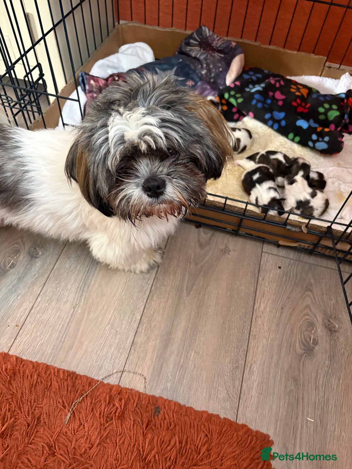 Shih Tzu dogs Shih Tzu puppies - Advert 8