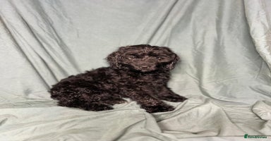 Cockapoo dogs - Advert 8