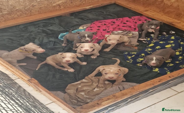 Mixed Breed dogs - Advert 3