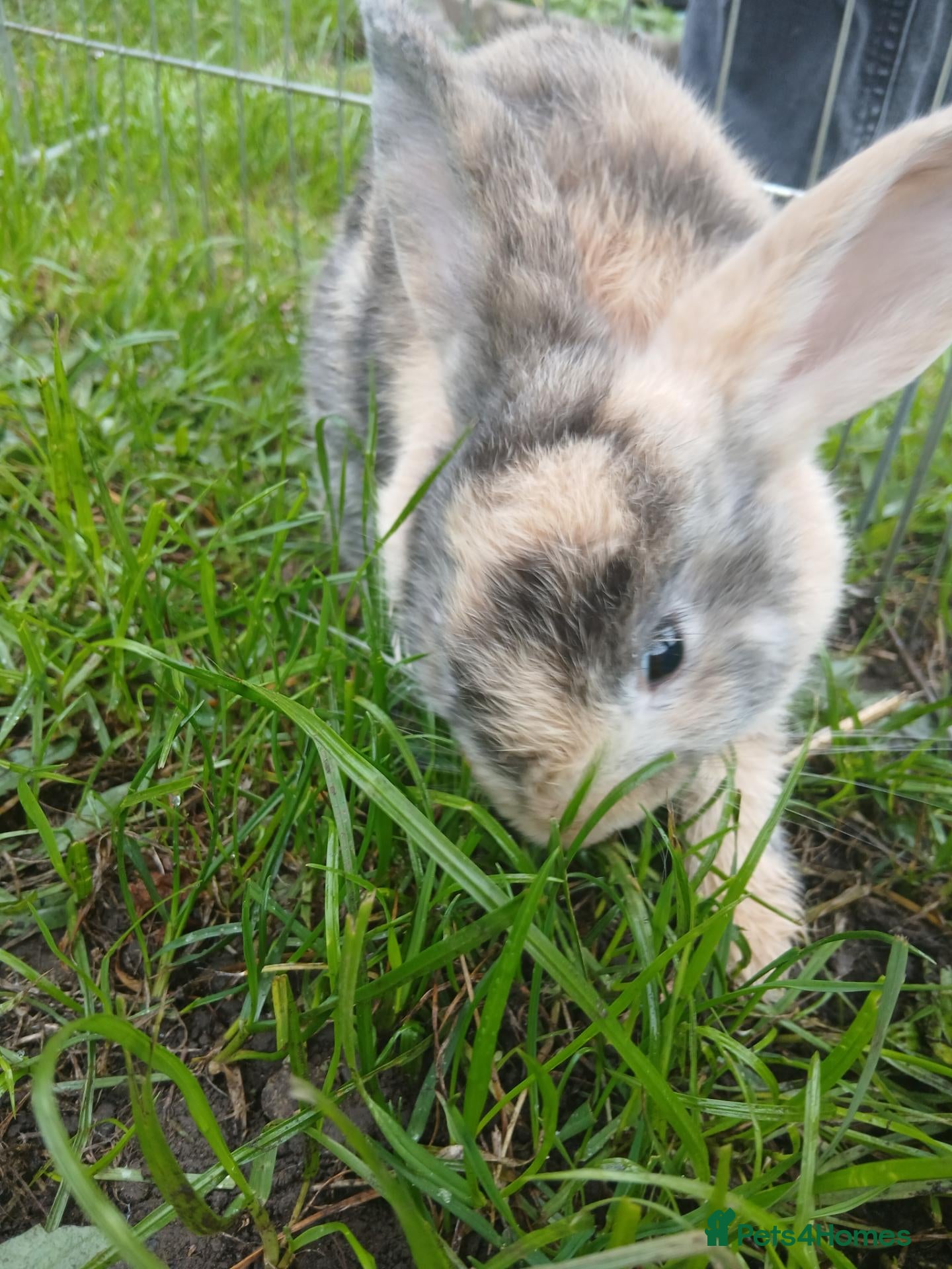 Mixed Breed rabbits Mix breed harlequin buck - Advert 1