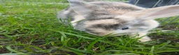 Mixed Breed rabbits for sale: Mix breed harlequin buck - Advert 1