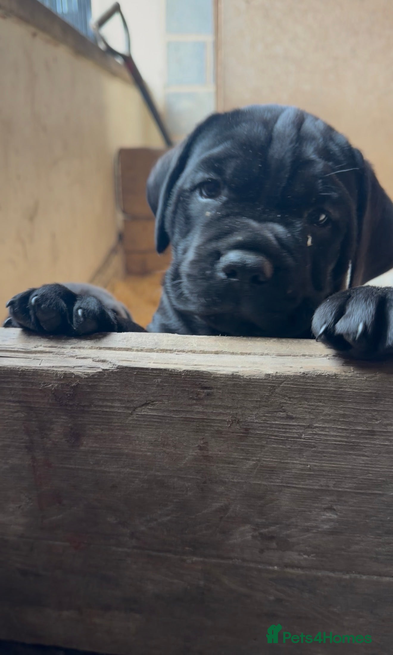 Cane Corso dogs 1 beautiful huge male left  - Advert 4