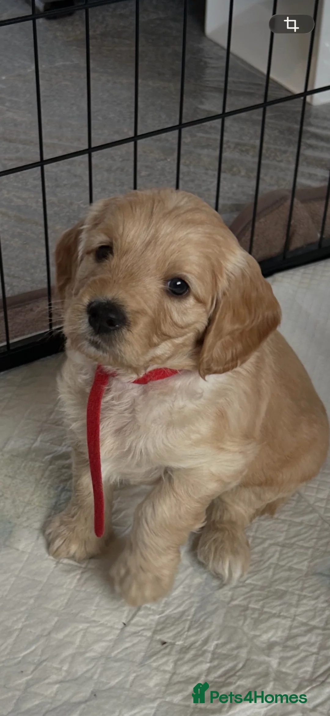 Cockapoo dogs for sale: Cockapoos - Advert 1