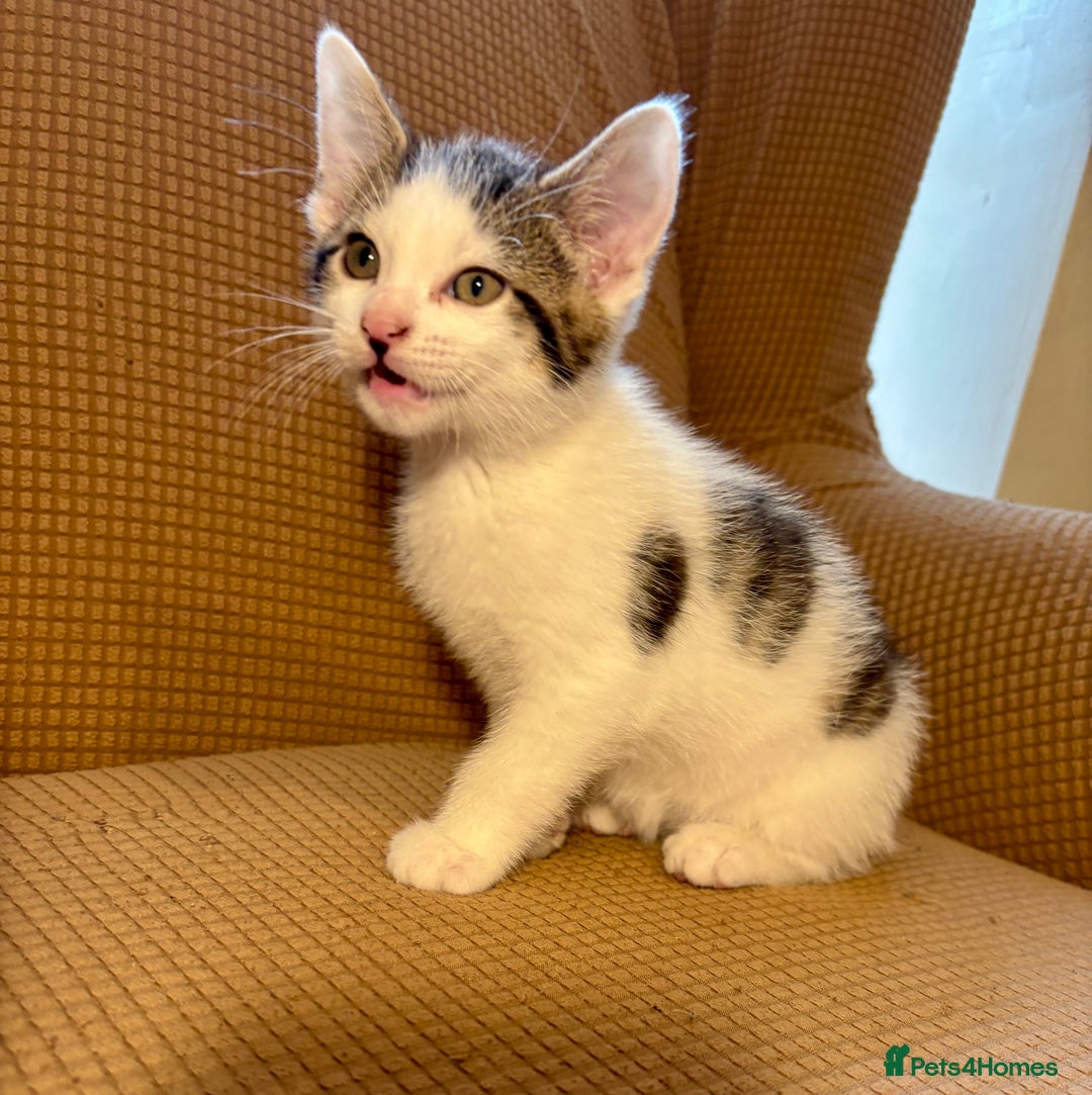 Mixed Breed cats for sale: Adorable mixed breed kittens in Kent! - Image 6