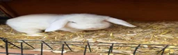 Mixed Breed rabbits for sale: Mixed rabbits for sale  - Advert 5