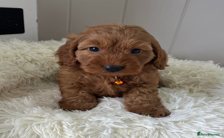 Cockapoo dogs - Advert 7