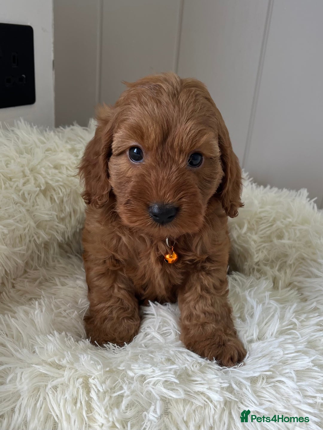 Cockapoo dogs for sale: Red Cockapoo Puppies - Image 1