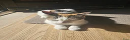 Mixed Breed cats for sale: Cute cat ready to go - Advert 8