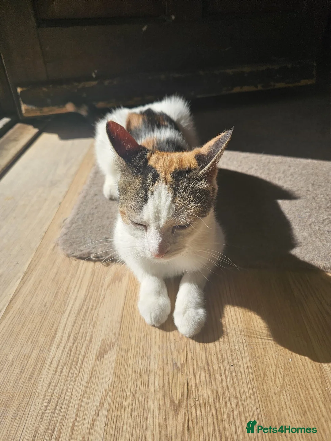 Mixed Breed cats for sale: Cute cat ready to go - Advert 8