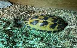 Tortoise reptiles for sale: Female Tortoise  - Image 10