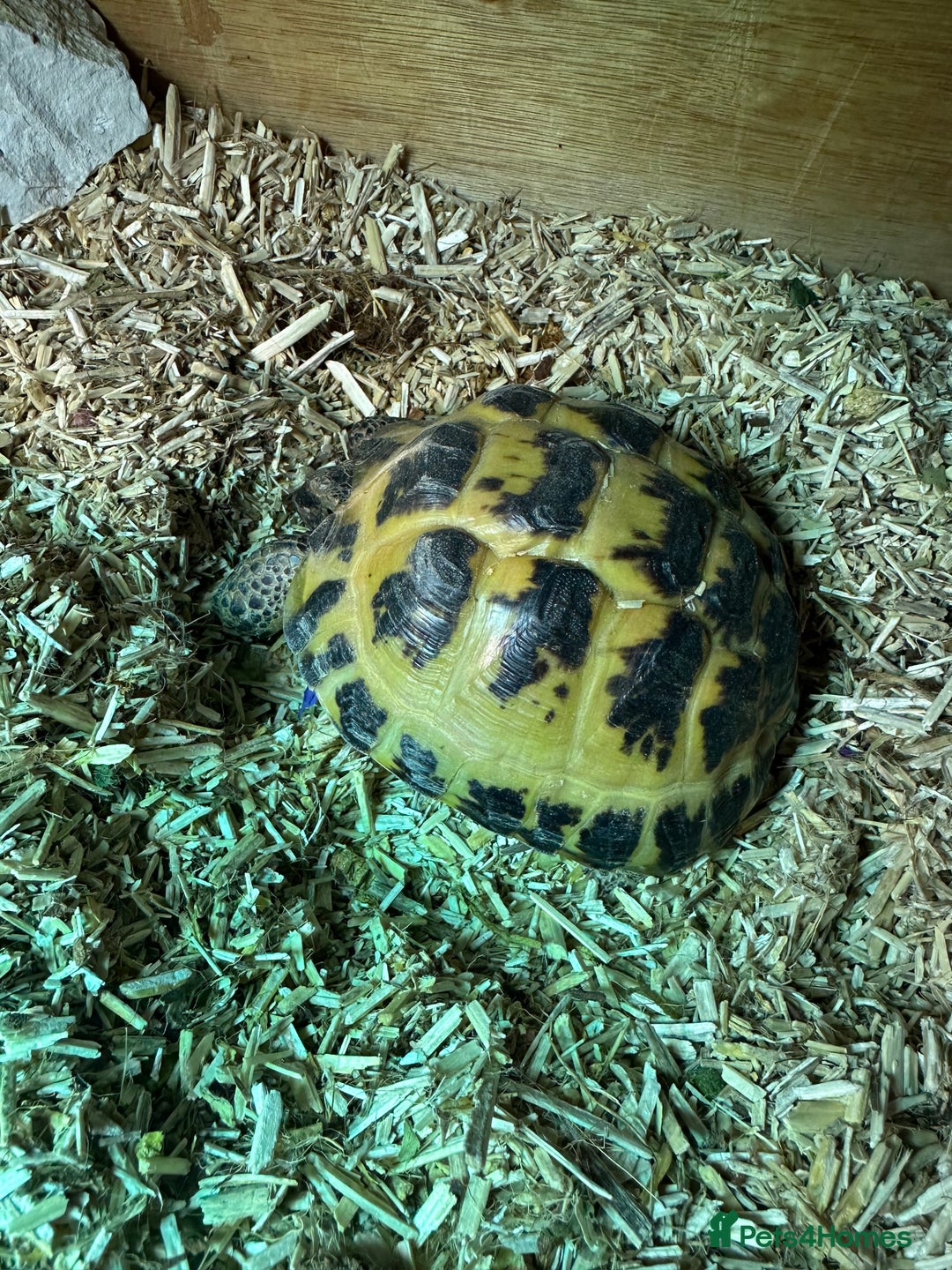 Tortoise reptiles for sale: Female Tortoise  - Image 10