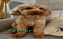 Labradoodle dogs for sale: Red/Apricot Health Tested Miniature Labradoodles - Image 10