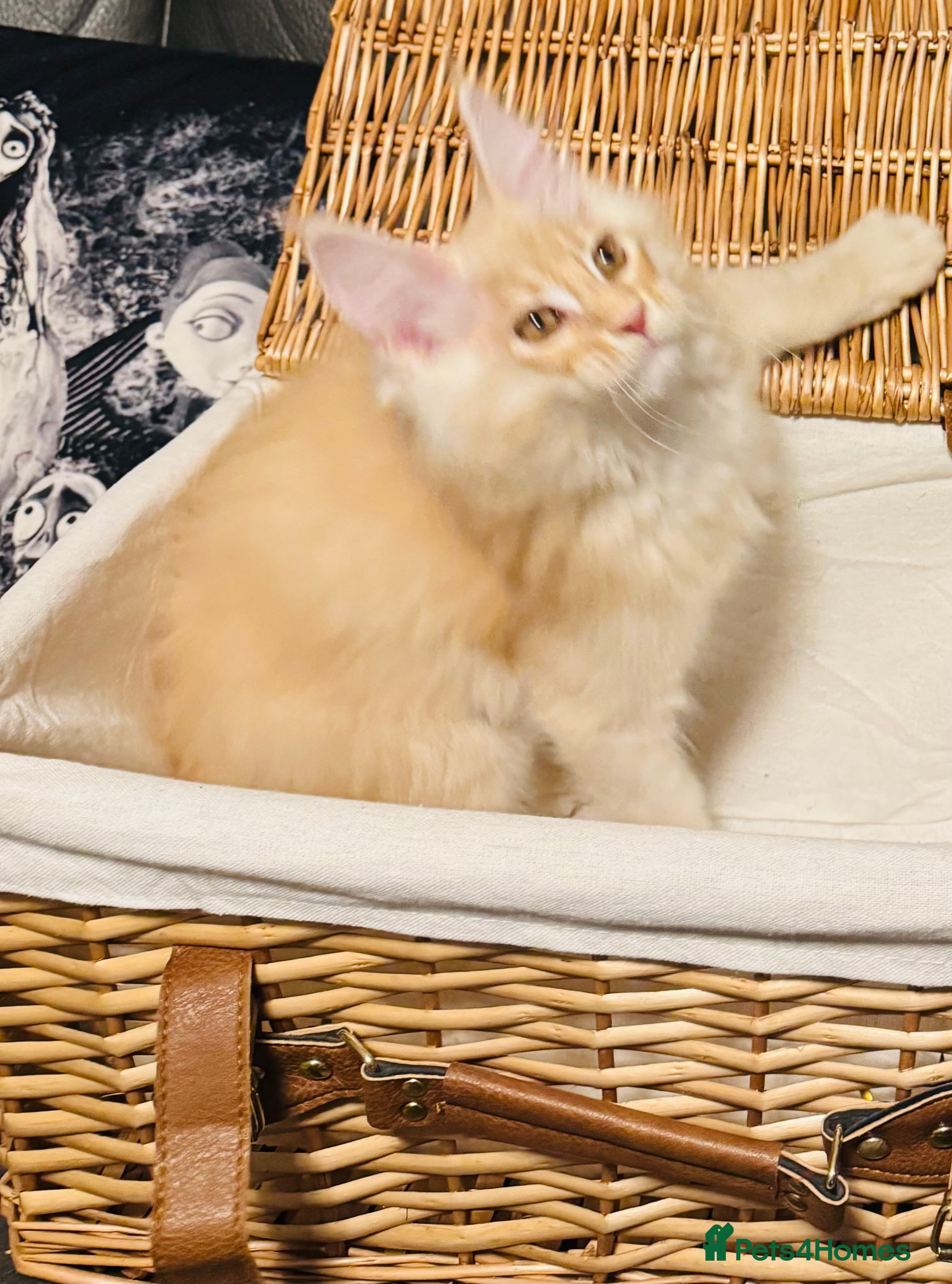 Maine Coon cats GCCF & TICA Maine Coon kittens Activ Available  - Advert 15