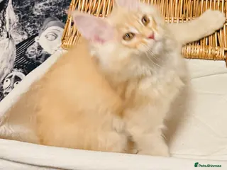 Maine Coon cats GCCF & TICA Maine Coon kittens Activ Available - Advert 15