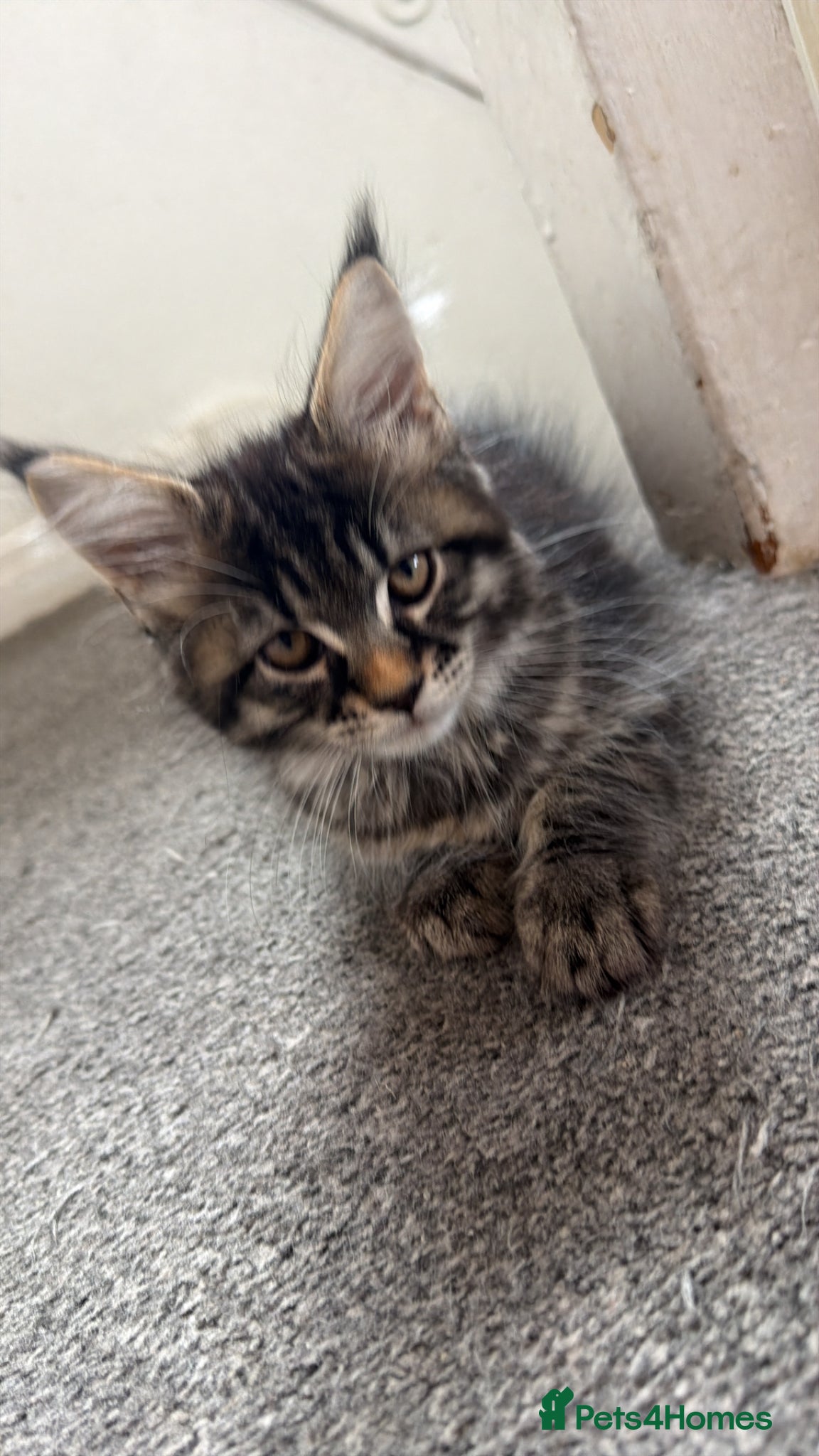 Maine Coon cats for sale: LAST MAINCOONE KITTEN!!  - Advert 5
