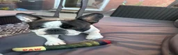 French Bulldog dogs for stud: Pied french bull dog ready for stud in Bury - Advert 5