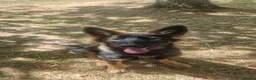 German Shepherd dogs for sale: Beautiful 6 month female german shepherd puppy in Witney - Advert 3
