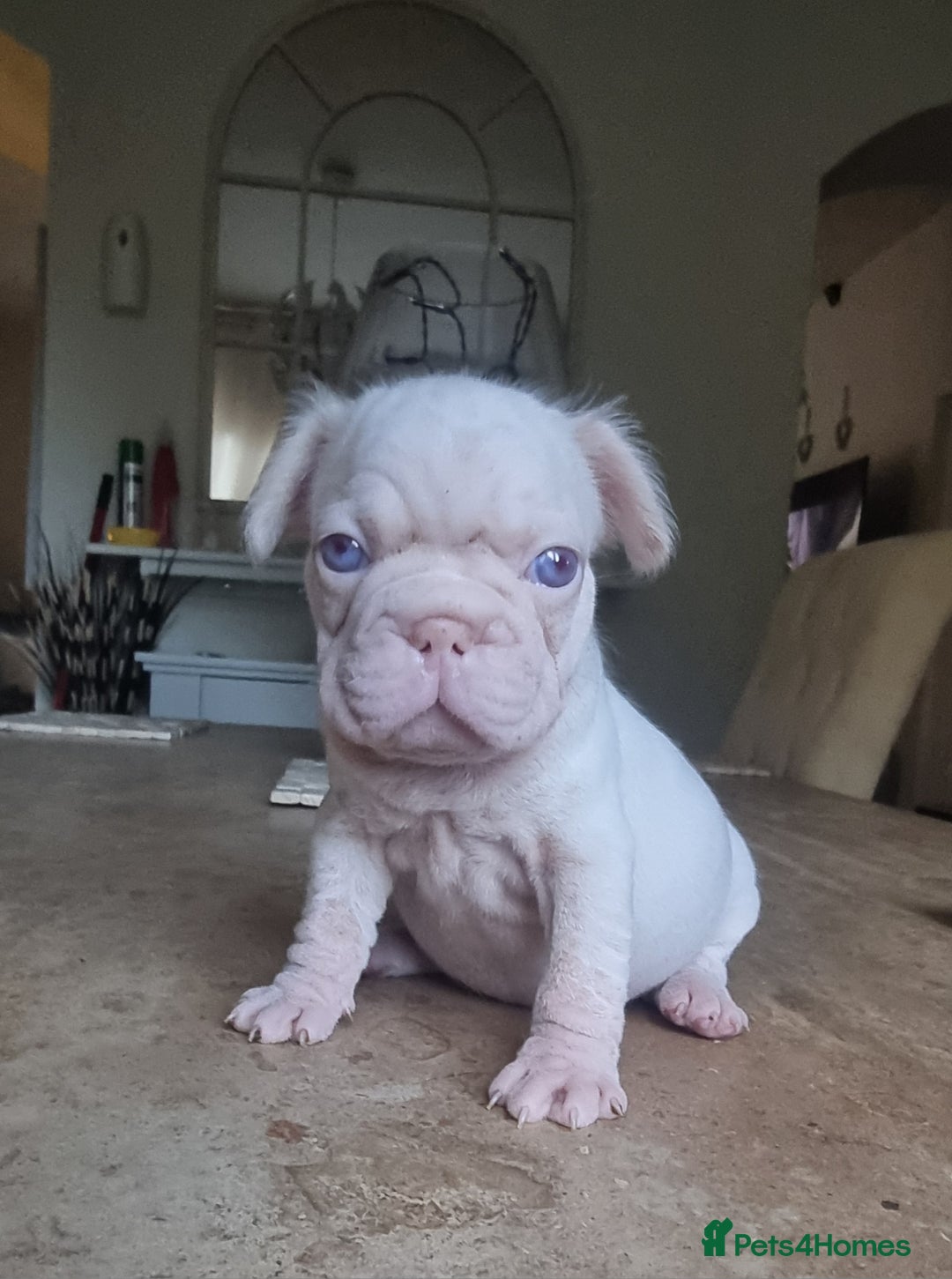 French Bulldog dogs for sale: Beautiful French bulldogs - Image 6
